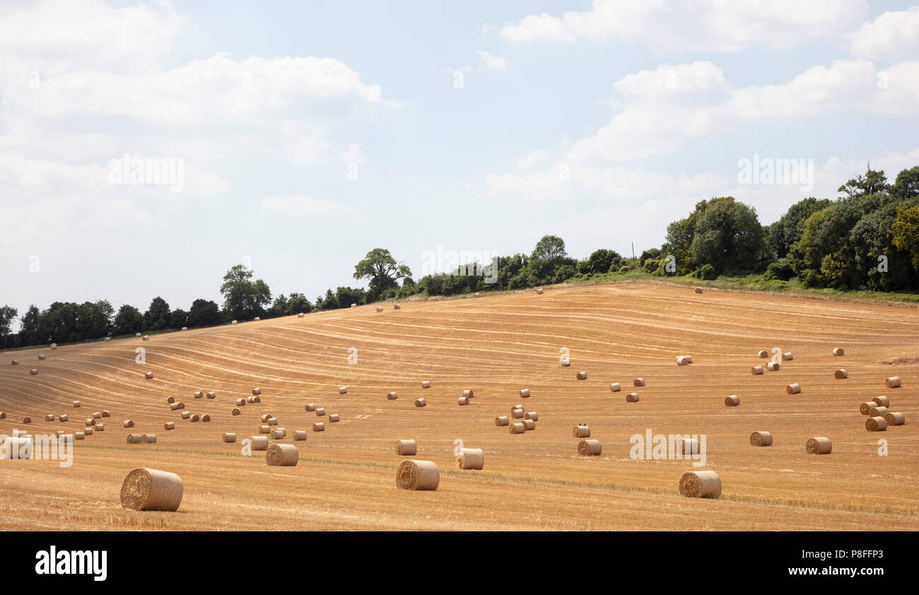 Le balle di fieno dopo il raccolto su South Downs nel West Sussex Foto Stock