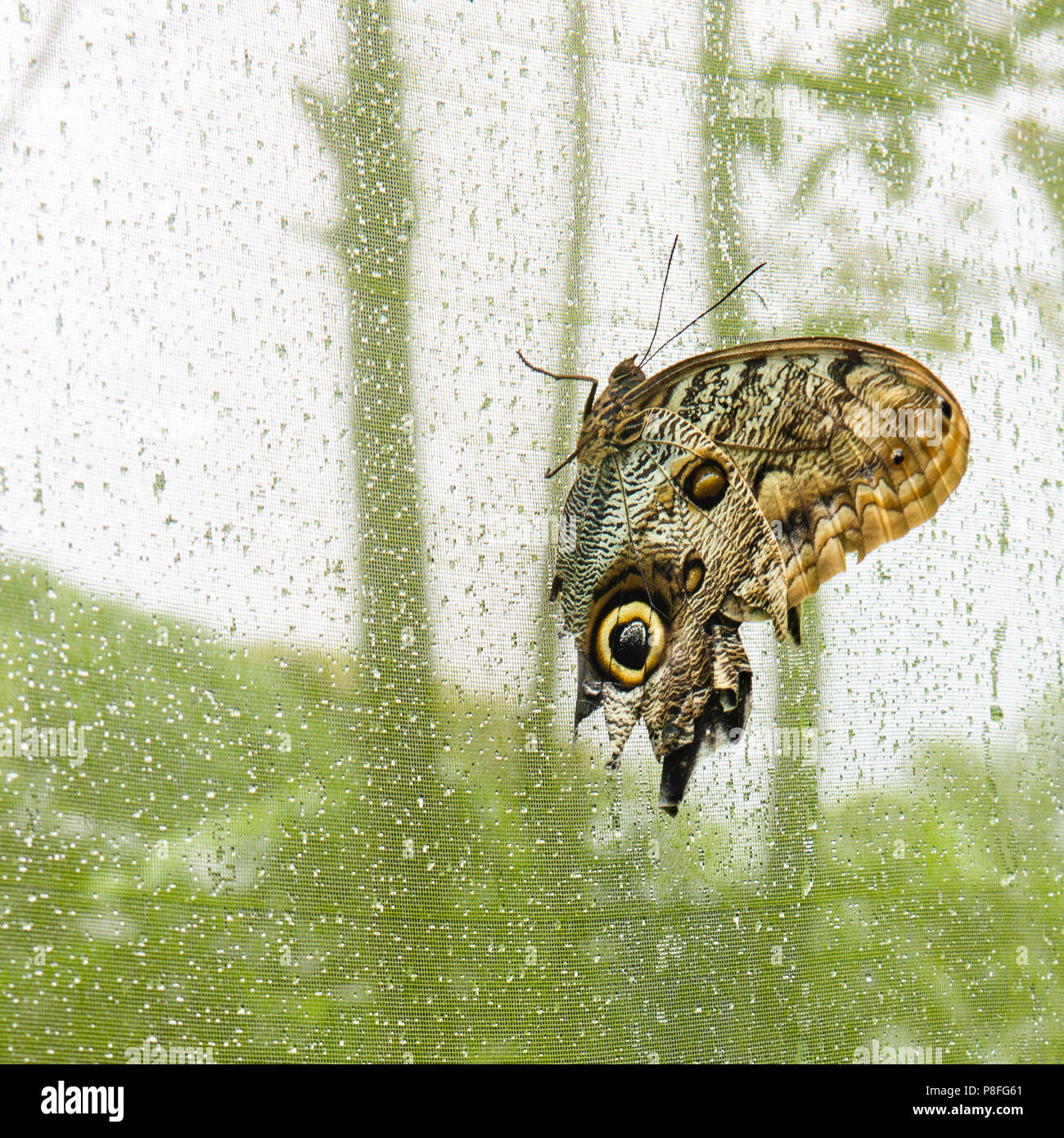 Costa Rican farfalla civetta su una maglia verde sullo sfondo. Le gocce di pioggia tallone sul panno. Occhi enormi macchie ricordano gli occhi del gufo. Si tratta di una foresta di pioggia mariposa. Foto Stock