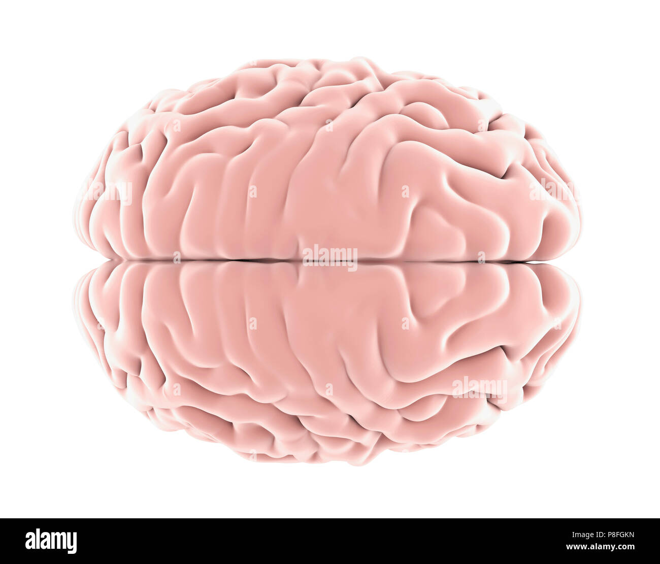 Cervello umano isolato di anatomia Foto Stock