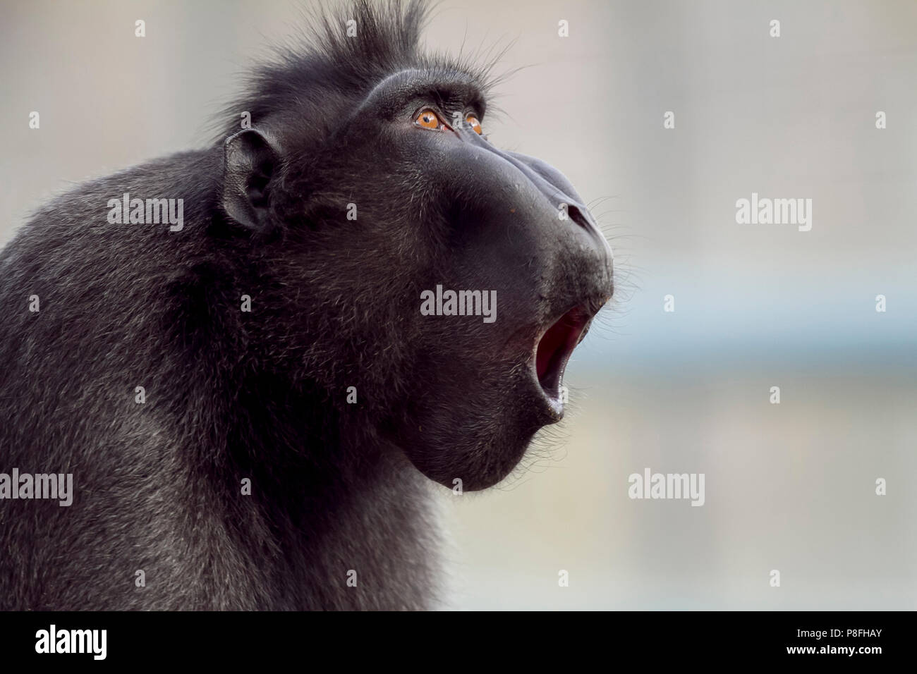 Macaco nero, crested macaco nero in via di estinzione Foto Stock