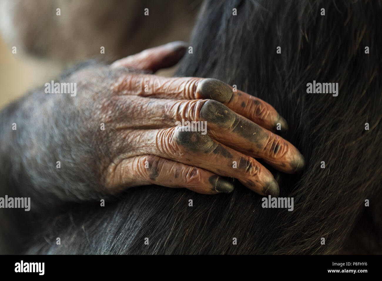 Le mani dello scimpanzee si chiudono Foto Stock