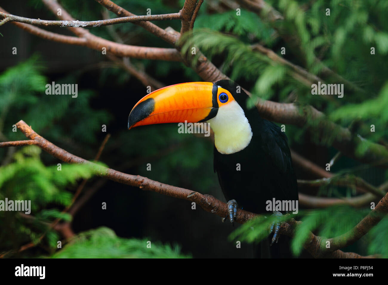 Trasduttore Toco toucan Ramphastos toco Foto Stock