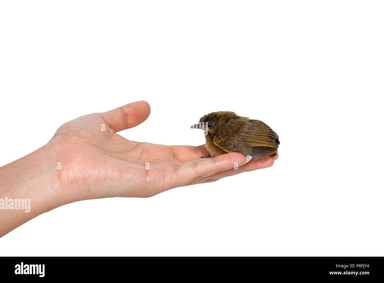 Bird su una mano le donne Foto Stock