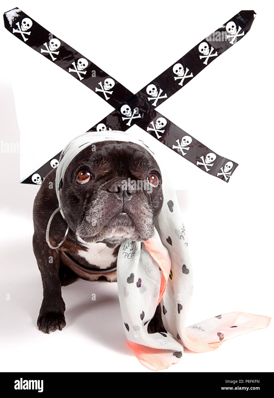 Bulldog francese vestito come pericolosi Pirata ragazza Foto Stock