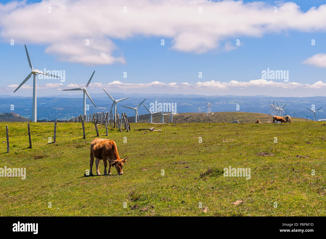 Mucca mangiare erba del prato. Sullo sfondo le turbine eoliche per la produzione di energia elettrica. Foto Stock