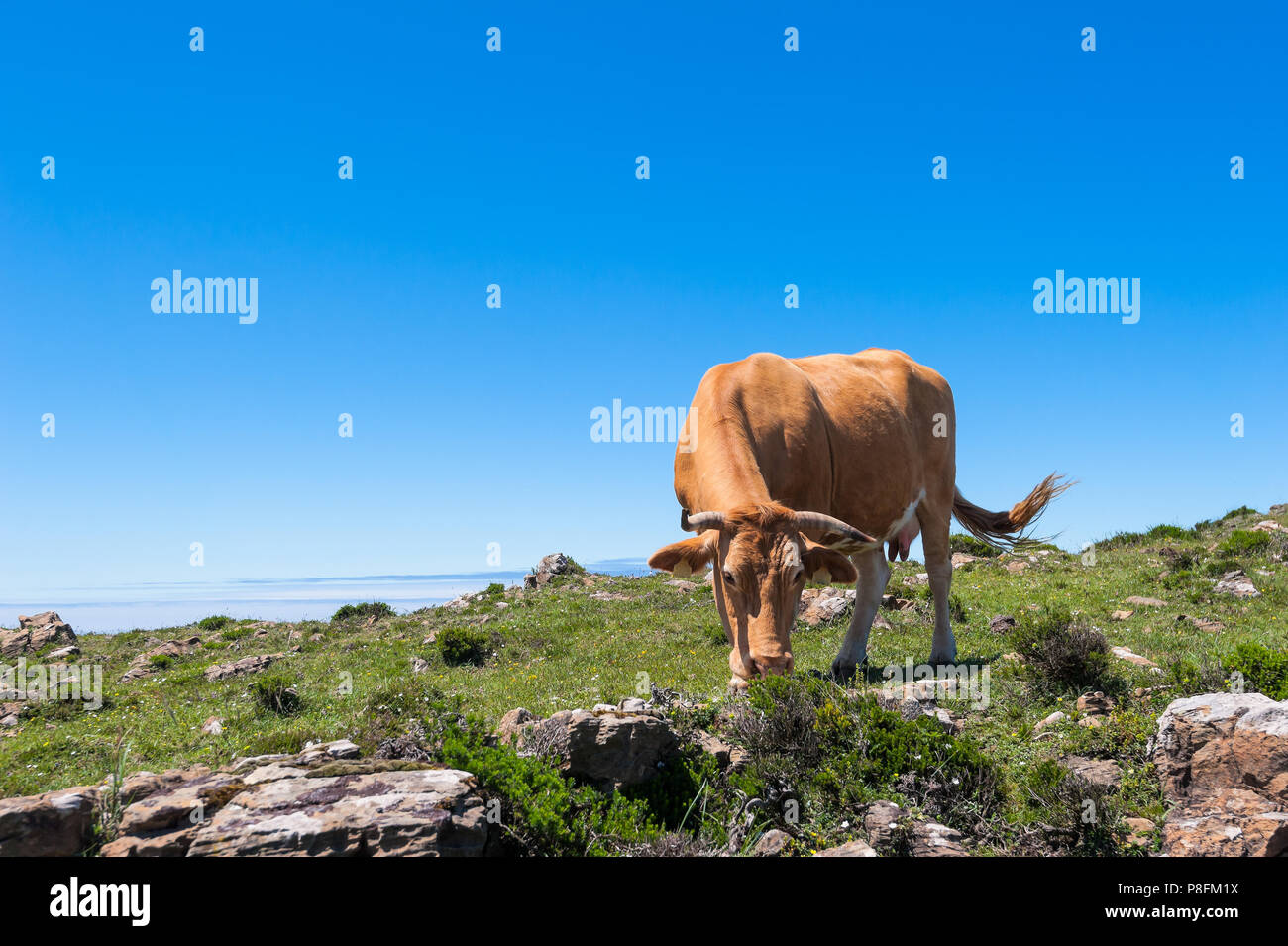 Mucca mangiare erba sul prato in montagna. Foto Stock