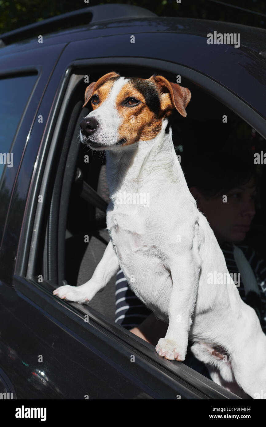 Cane guardando attraverso auto della finestra Foto Stock