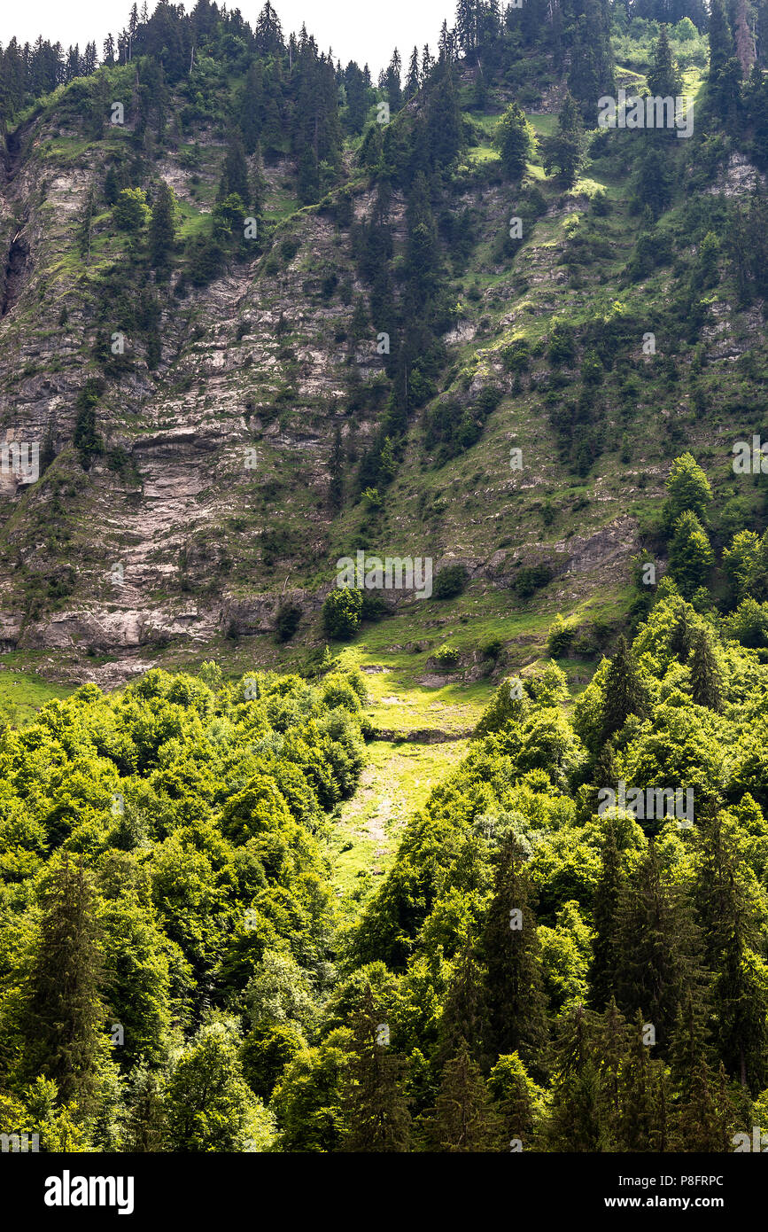 Foresta di Pini e ripide scogliere calcaree sulle rive del Lac de Montriond vicino a Morzine nelle Alpi francesi Haute-Savoie Portes du Soleil Francia Foto Stock