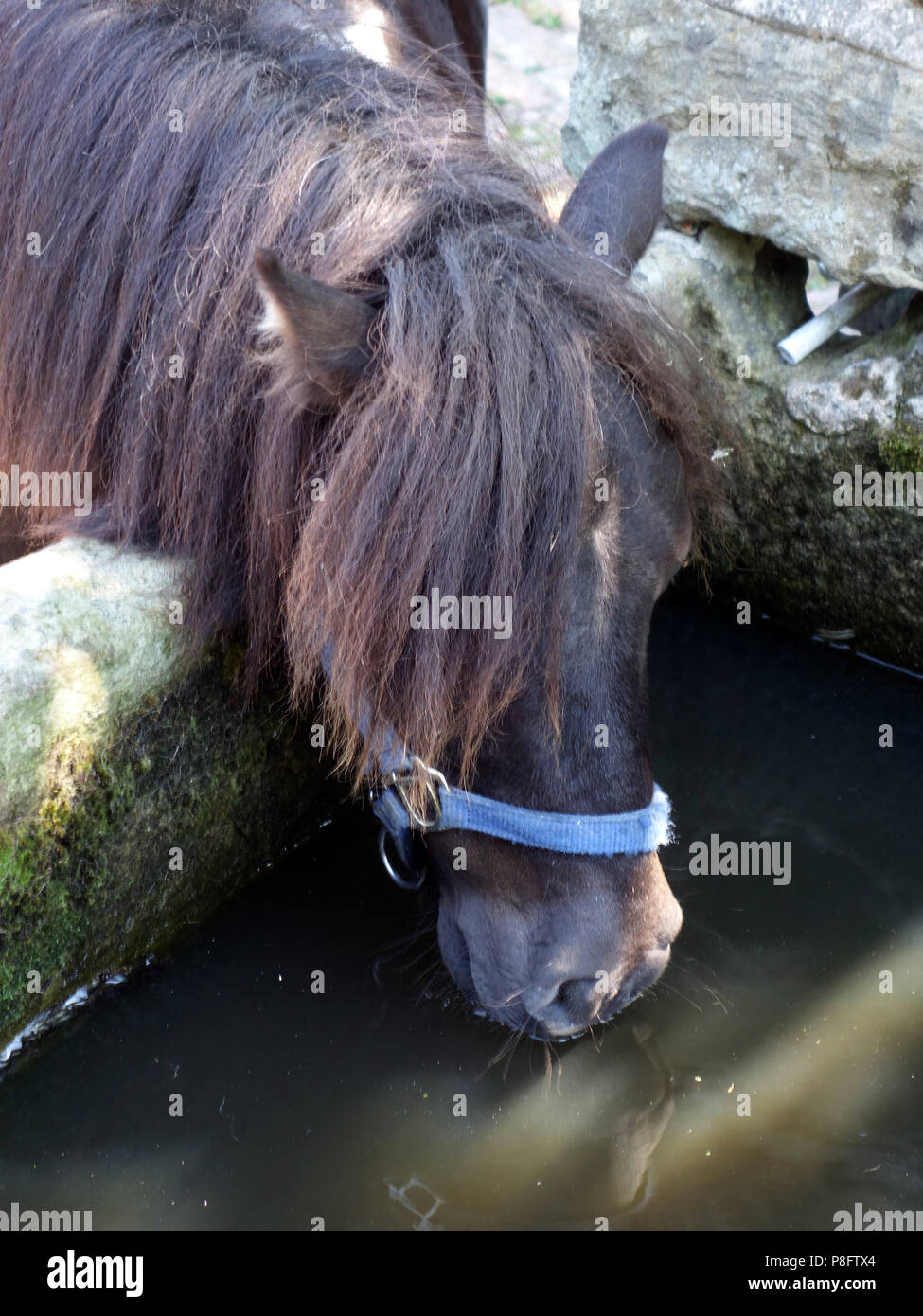 Un Mini pony Shetland in cantiere stabile in una calda giornata estiva nello Yorkshire e il pony acqua potabile dalla vecchia d'acqua di pietra a Foto Stock