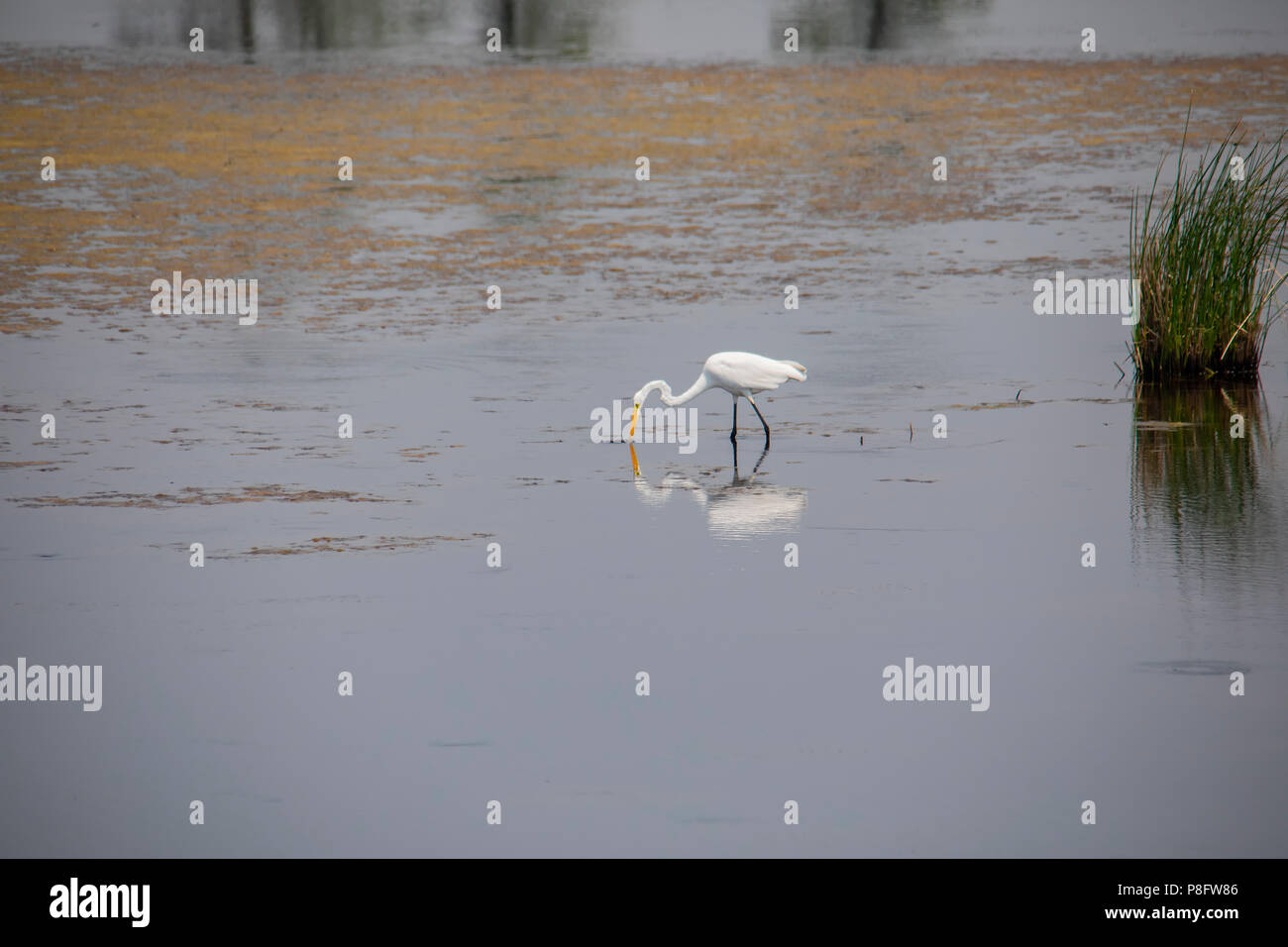 Un Airone bianco maggiore feed nella palude poco profonda acqua a Blackwater National Wildlife Refuge vicino Chiesa Creek, Maryland. Foto Stock