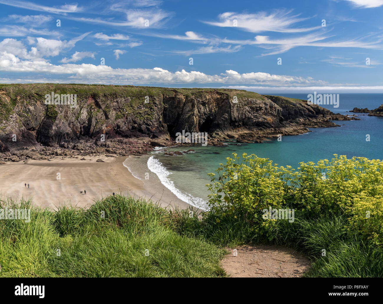 La spiaggia di sabbia a Caerfai Bay Foto Stock