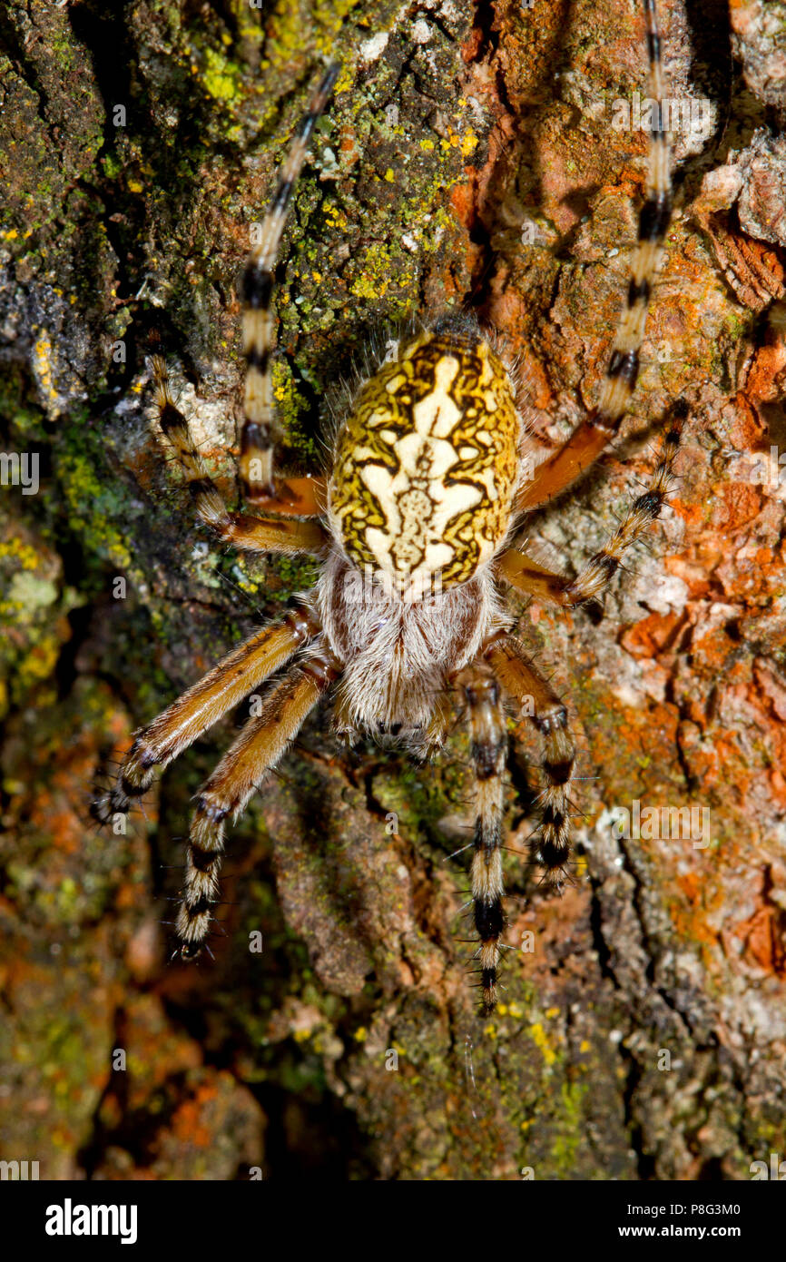 Oak spider, (Aculepeira ceropegia, Araneus ceropegia) Foto Stock