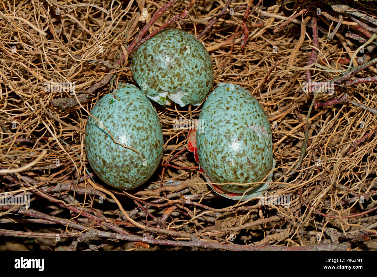 Eurasian gazza, nido di uova, rottura aperta, (Pica pica) Foto Stock