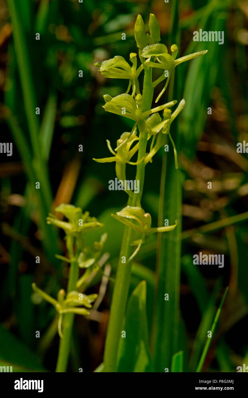 Fen orchid, (Liparis loeselii) Foto Stock