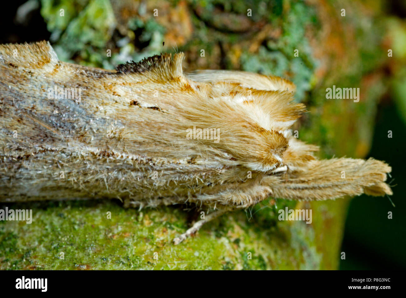 Pallido falena prominente, (Pterostoma palpina) Foto Stock