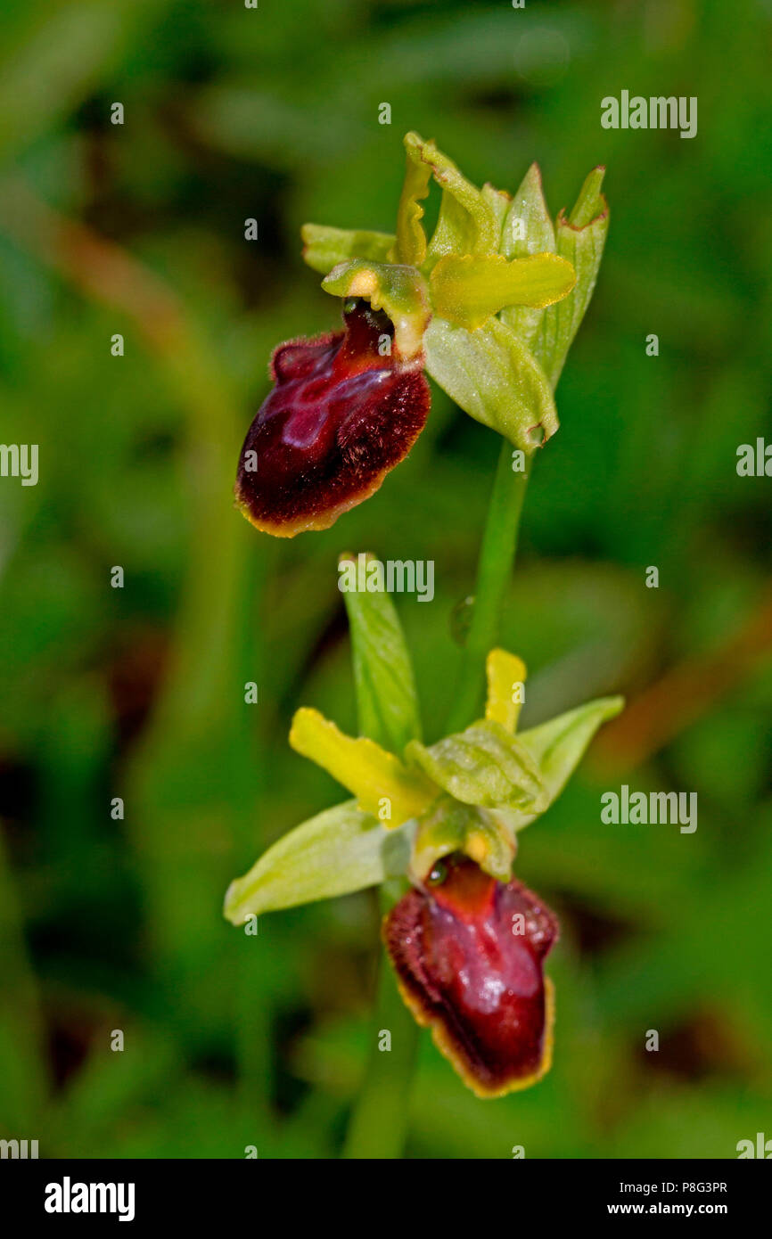 Inizio spider-orchid, (Ophrys sphegodes) Foto Stock