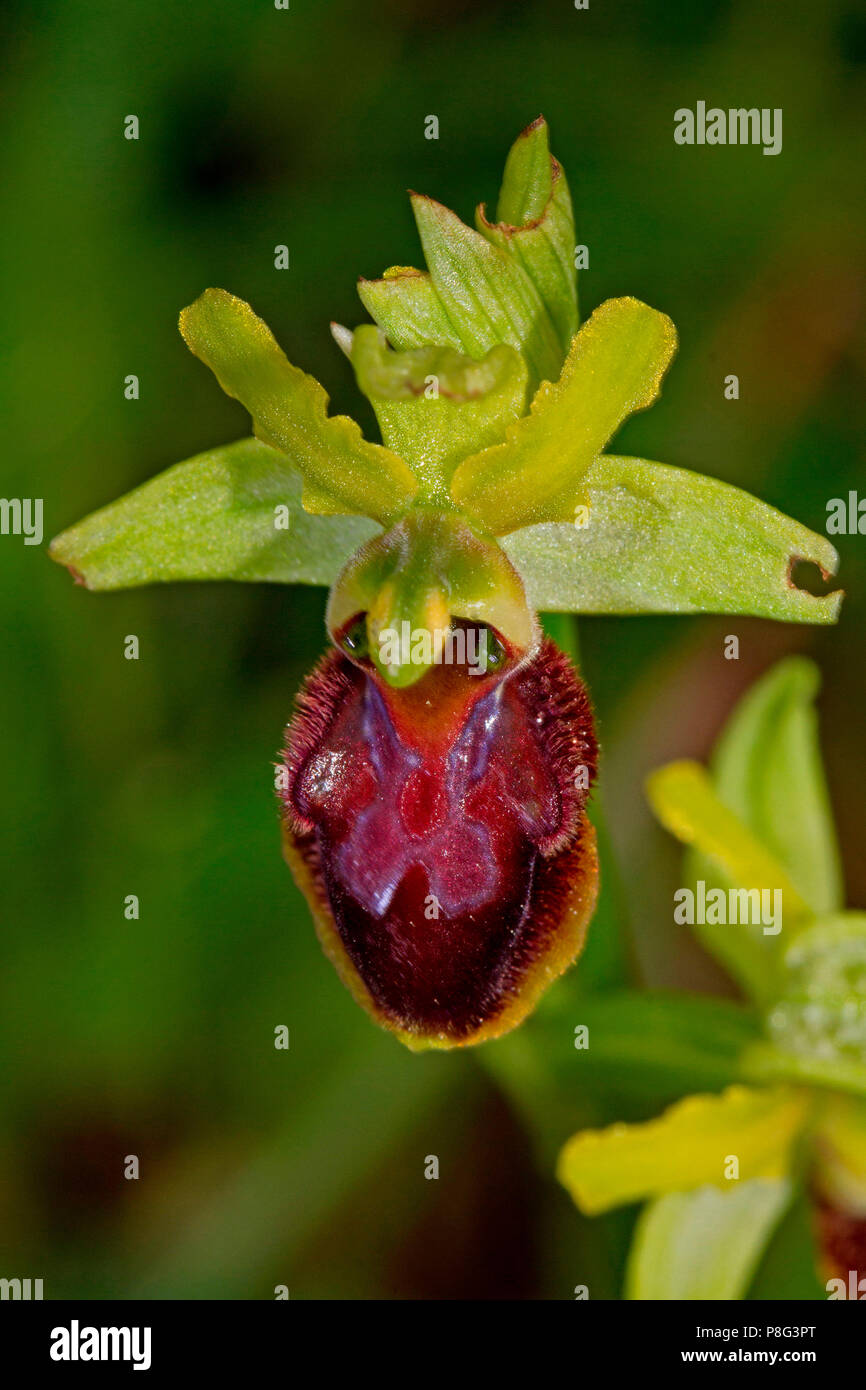 Inizio spider-orchid, (Ophrys sphegodes) Foto Stock