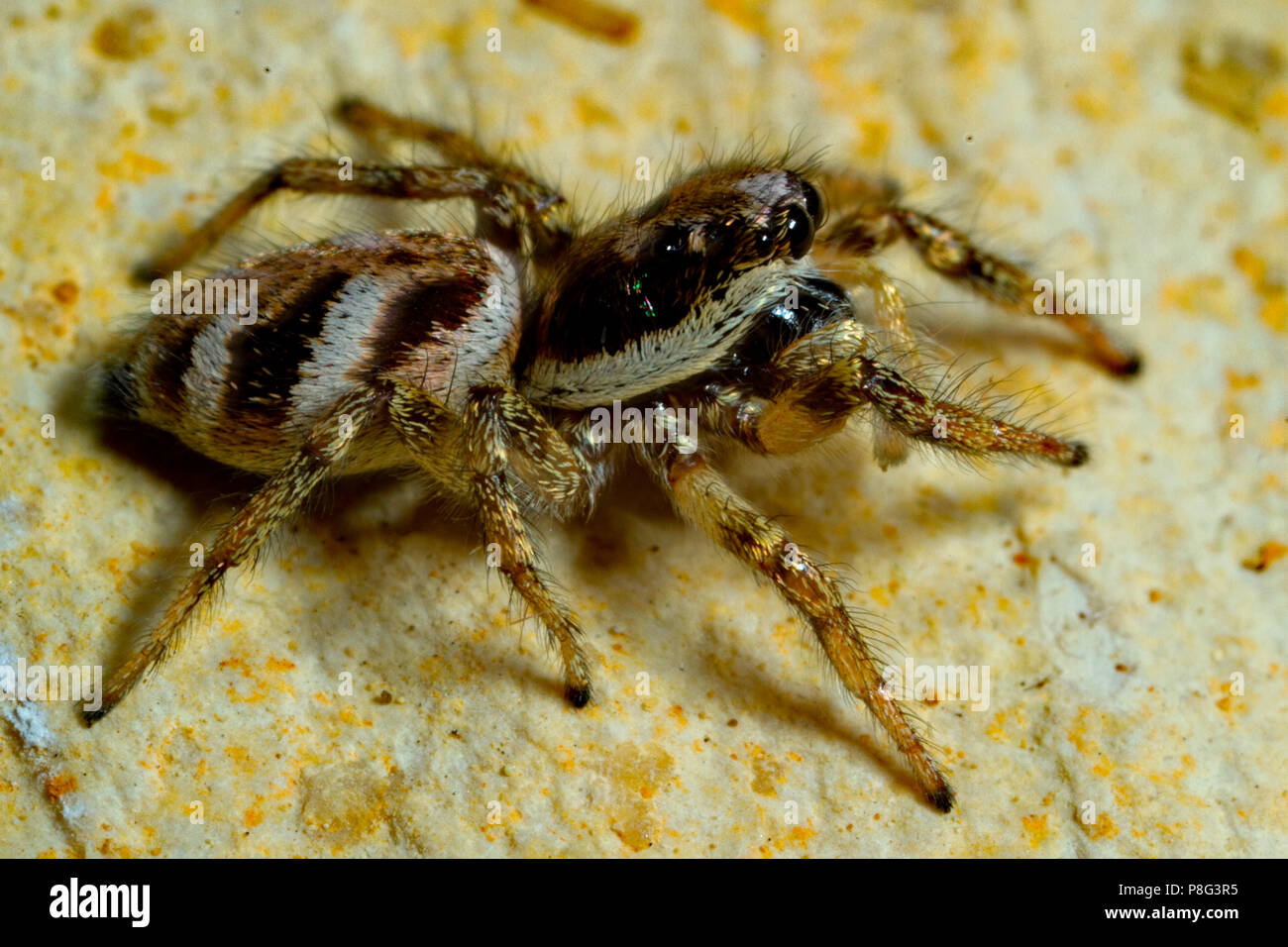 Zebra jumping spider, (Salticus scenicus) Foto Stock