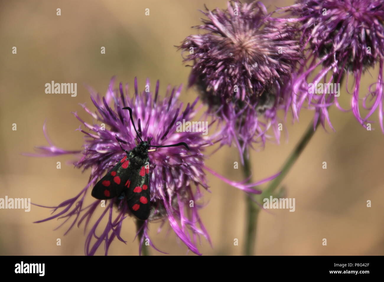 Un insetto lavorando su un imporpori fiore in un parco naturale situato in Danimarca Foto Stock