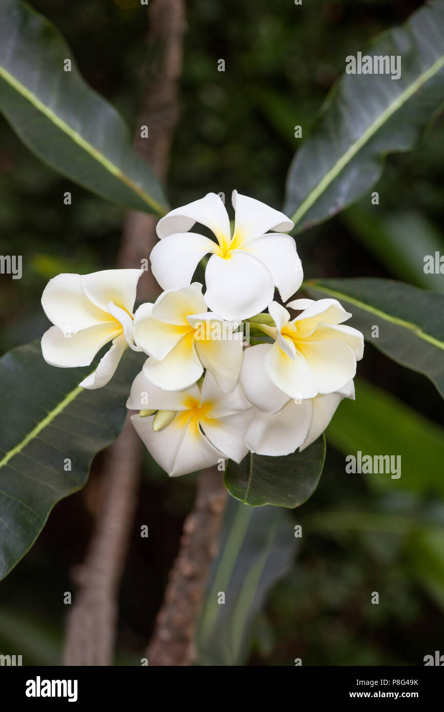 Il Frangipani (Plumeria obtusa), il Vietnam Asia Foto Stock