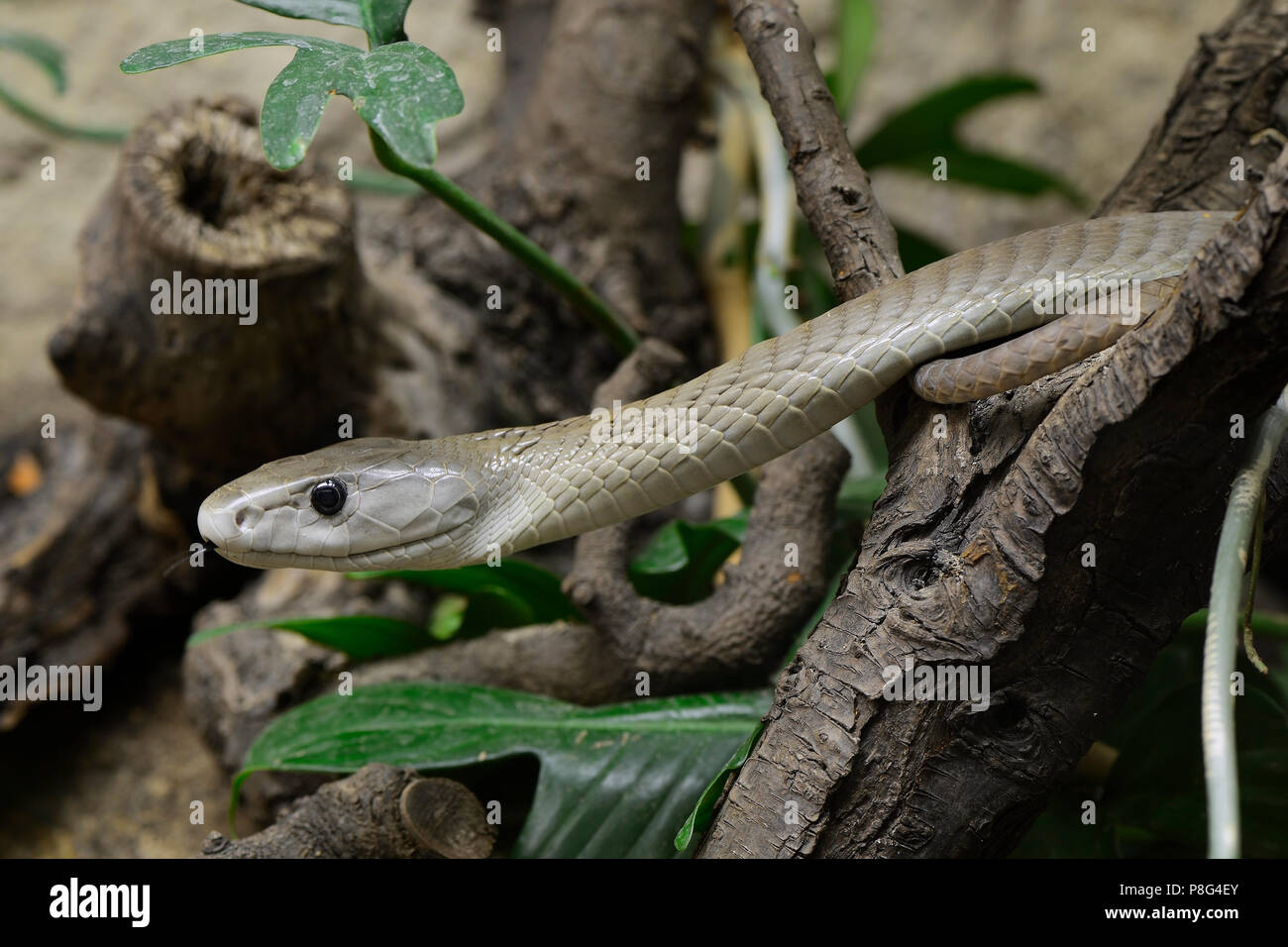 Schwarze Mamba (Dendroaspis polylepis), Giftschlange, capitve, Vorkommen in Afrika Foto Stock