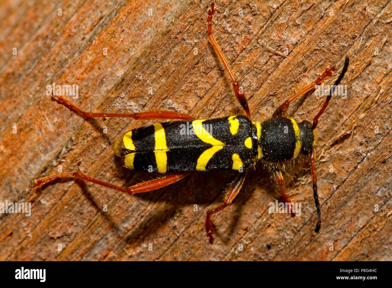 Wasp beetle, (Clytus arietis) Foto Stock
