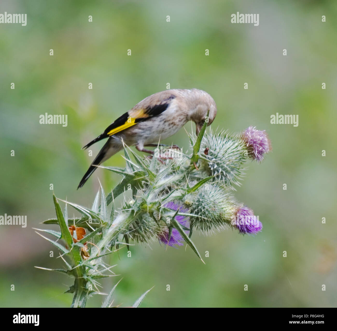 Cardellino; Carduelis carduelis; Foto Stock