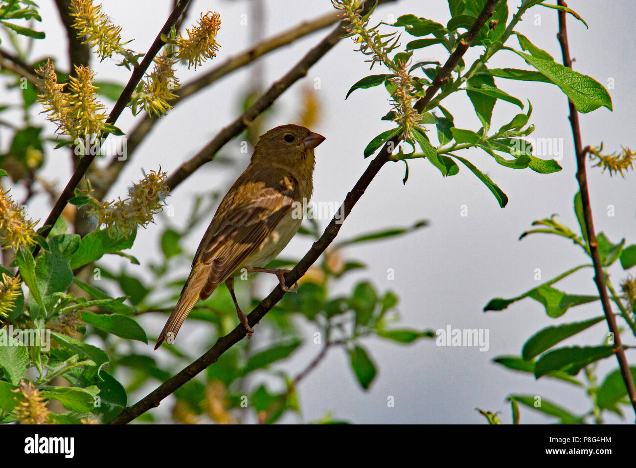 Common rosefinch, giovane maschio(Carpodacus erythrinus) Foto Stock