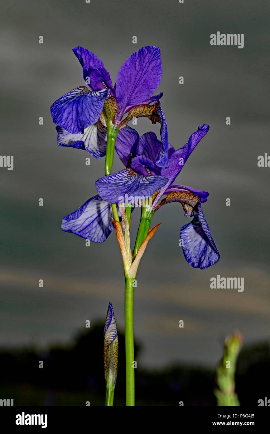 Siberiano, iris (Iris sibirica) Foto Stock