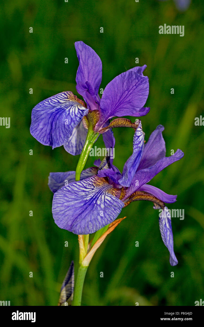Siberiano, iris (Iris sibirica) Foto Stock
