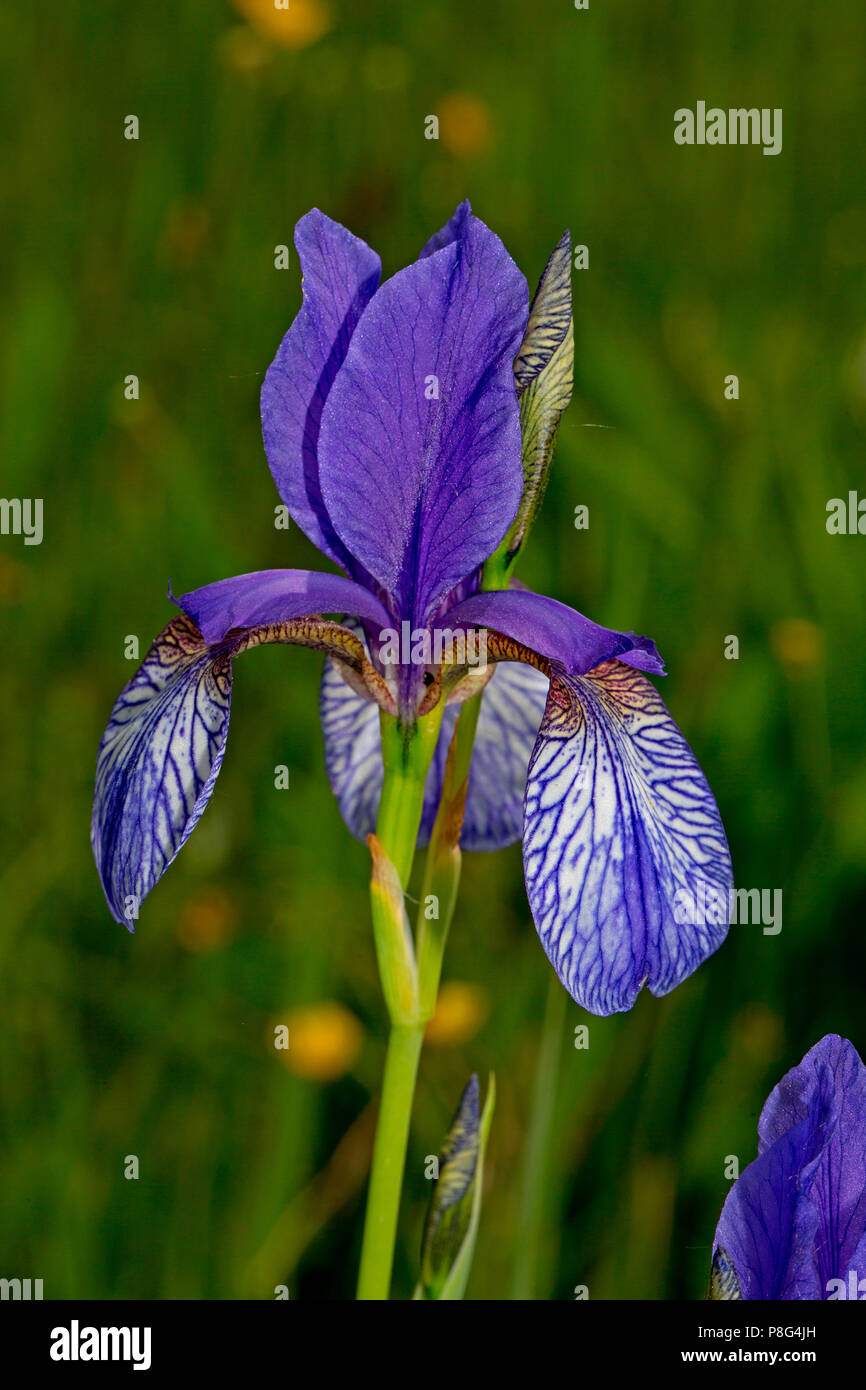Siberiano, iris (Iris sibirica) Foto Stock
