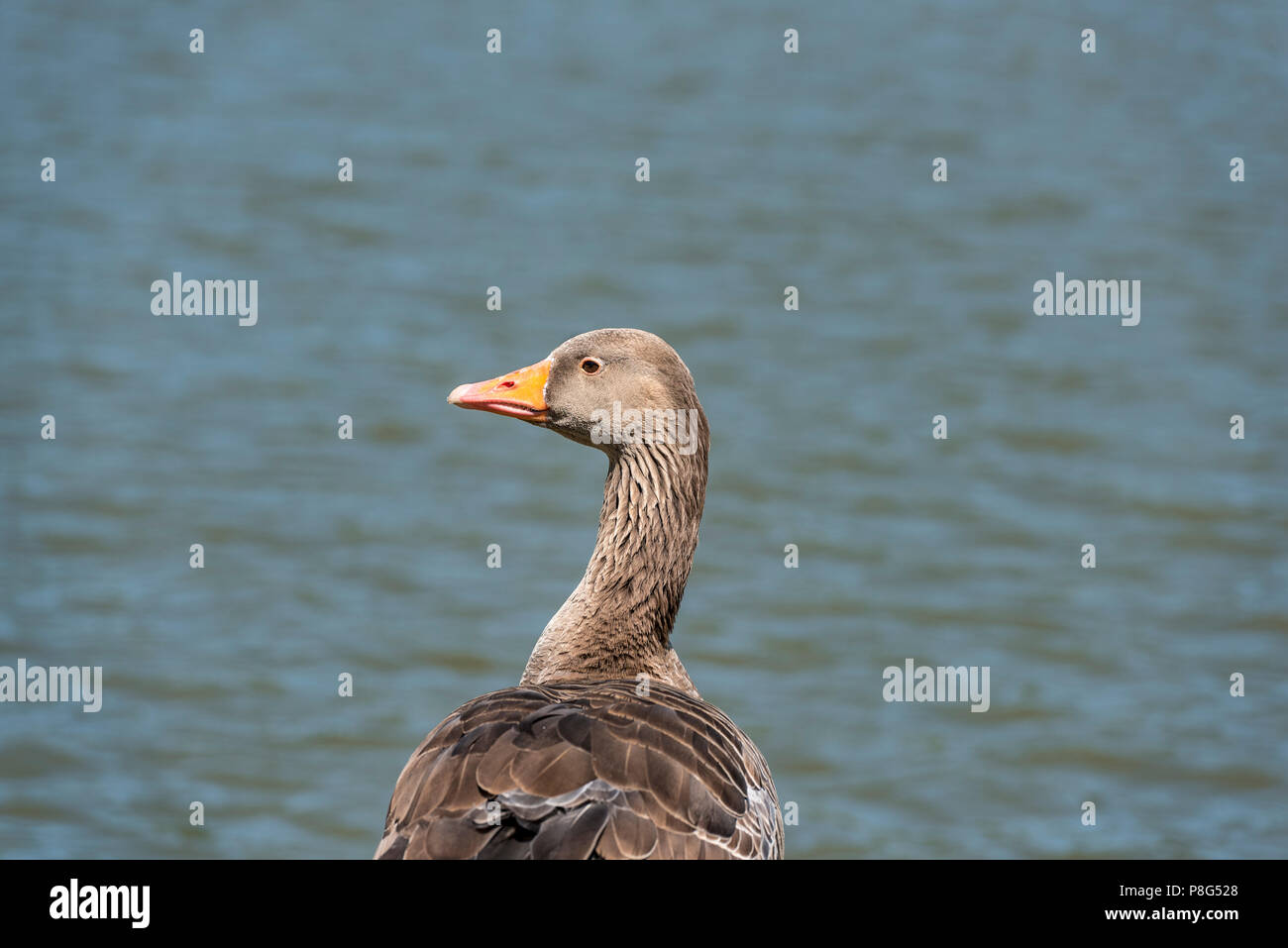 Oca Graylag, Anser anser, anatidi, anserifomes.Gli uccelli acquatici da un lago NEL REGNO UNITO. Foto Stock