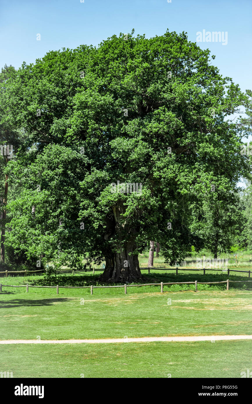 Rovere Honywood, segni Hall giardini e Arboretum Coggeshall Colchester. Grandi molto vecchia quercia. Foto Stock