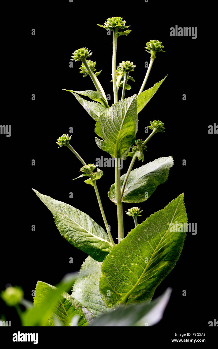 Inula helenium, asteraceae,enula. Daisy giallo come i fiori. Foto Stock