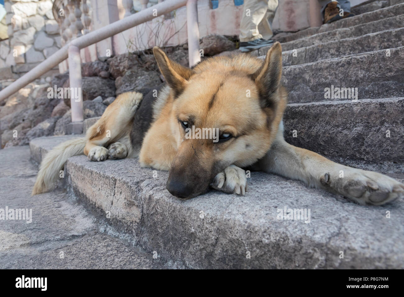 Frutto della mescolanza di pastore tedesco e cane husky Foto Stock