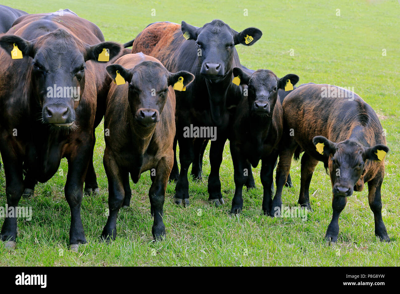 Aberdeen Angus bovini, gruppo di cinque animali, guardando alla fotocamera mentre si sta in piedi sul campo erboso in estate. Foto Stock