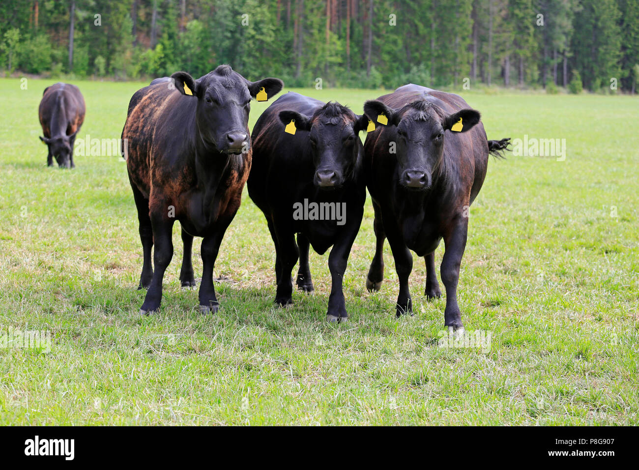 Gruppo di tre mucche torna a correre verso la telecamera sul campo erboso in estate. Foto Stock