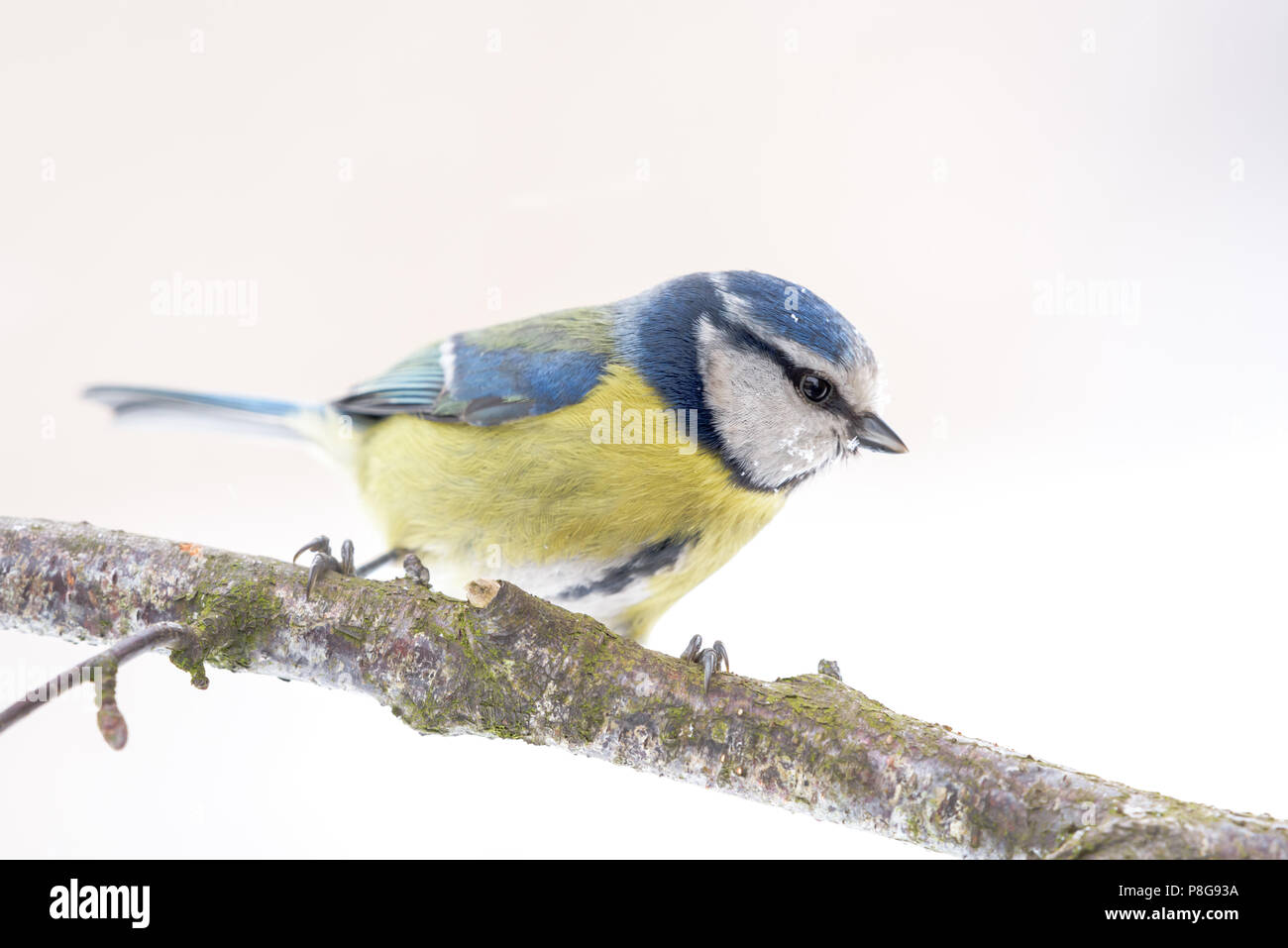 Tit pone in Inghilterra settentrionale. Cumbria. Foto Stock