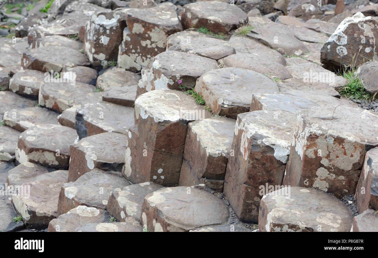 Le cime della poligonale di colonne di basalto del Giant's Causeway sono state erose dal mare in modo da avere i bordi arrotondati. . Bushmills, County Antrim, Nord Foto Stock