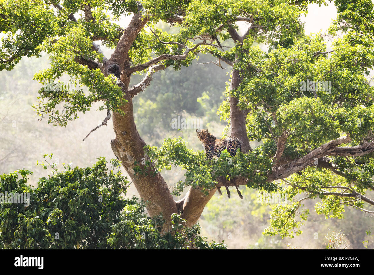 Adulto leopard stashes sua impala uccidere per la tettoia di un grande albero nel Masai Mara. Foto Stock