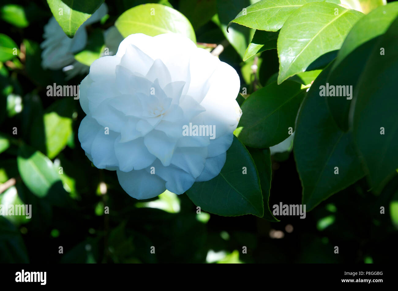 Camellia japonica "Alba" Plena Foto Stock