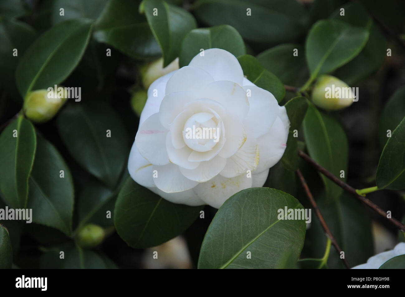 Camellia japonica "Alba" Plena Foto Stock