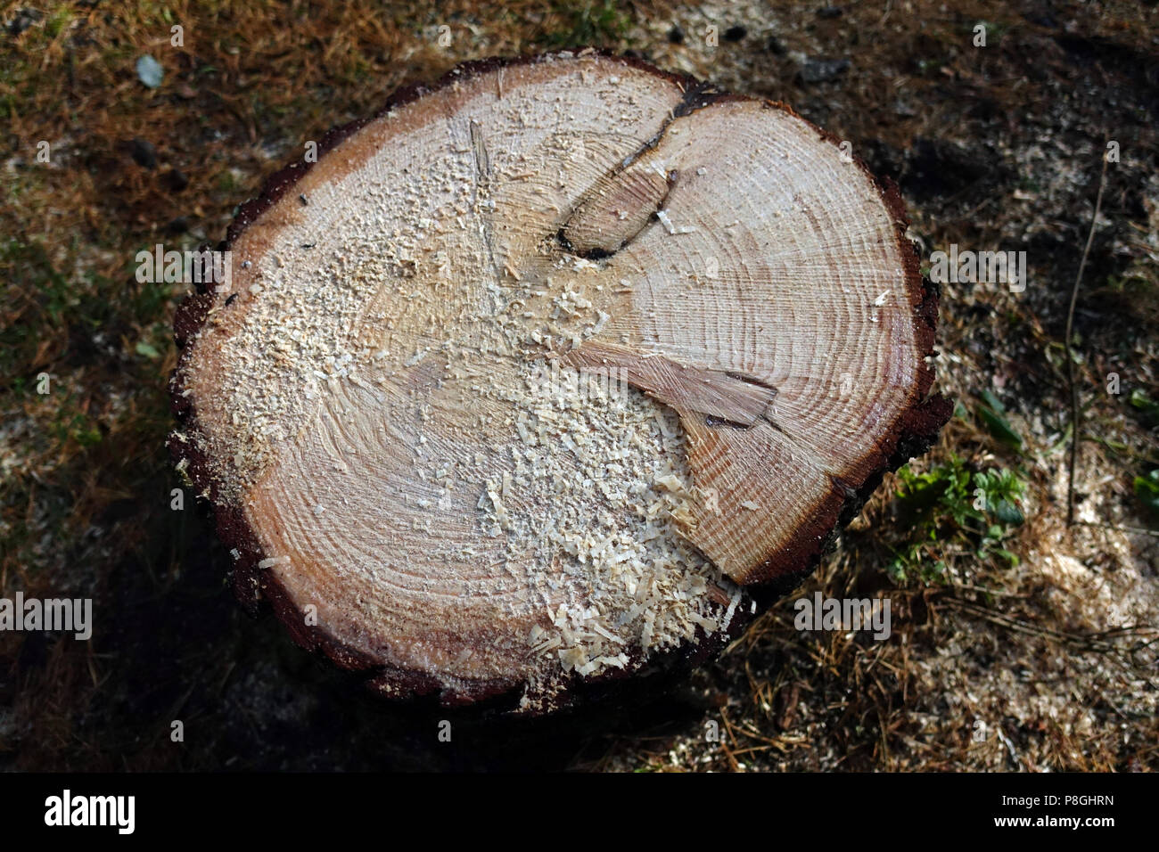 Berlino, Germania, la sezione trasversale del tronco di un albero con gli anelli annuali Foto Stock