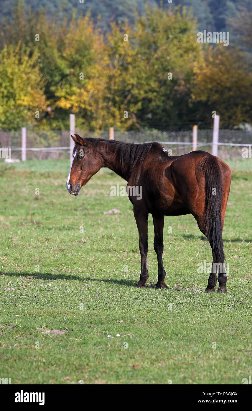Zernikov, vecchio cavallo è in piedi su un pascolo Foto Stock