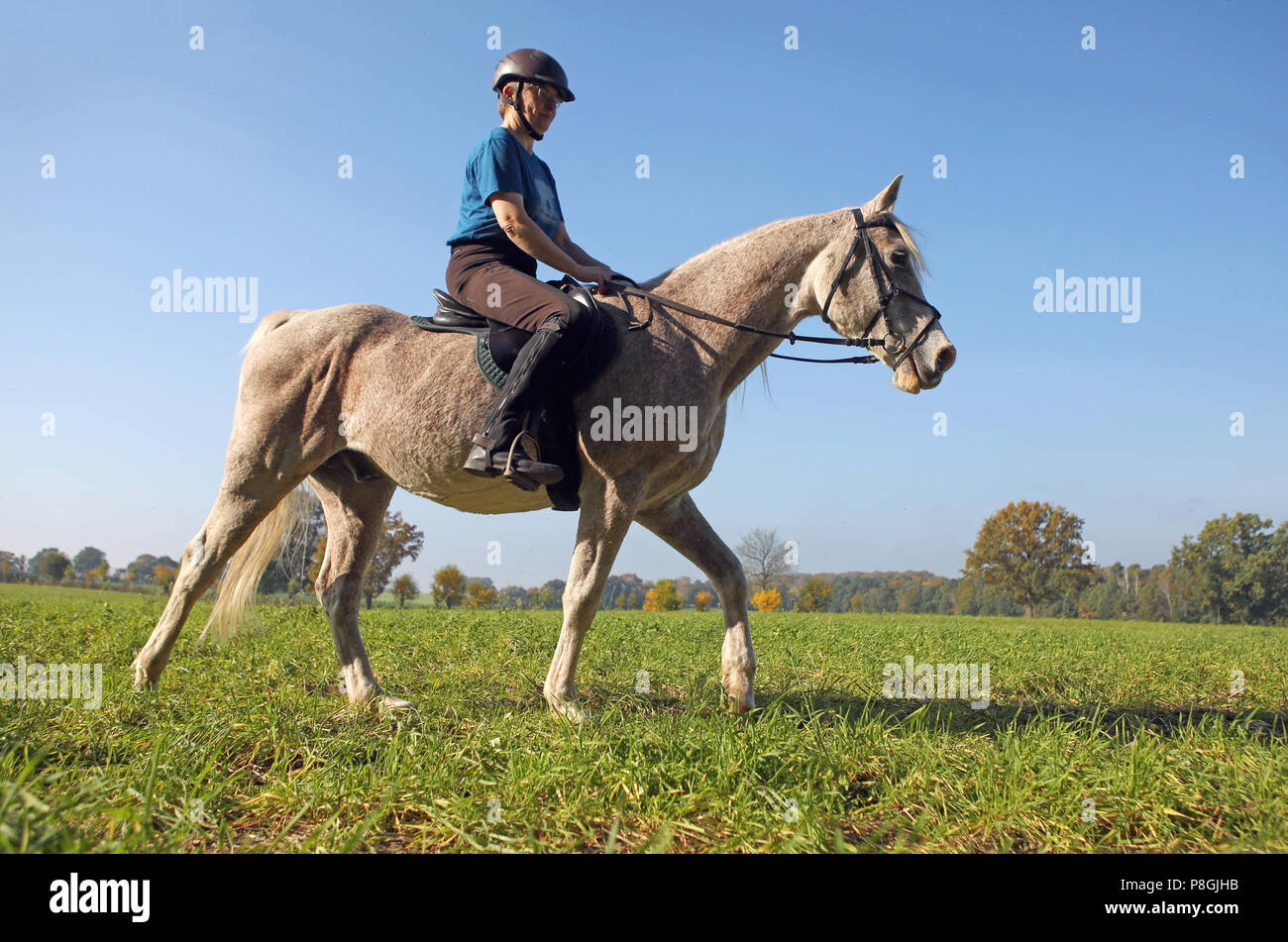Zernikov, donna cavalcare il suo cavallo al passo al di sopra di un campo Foto Stock