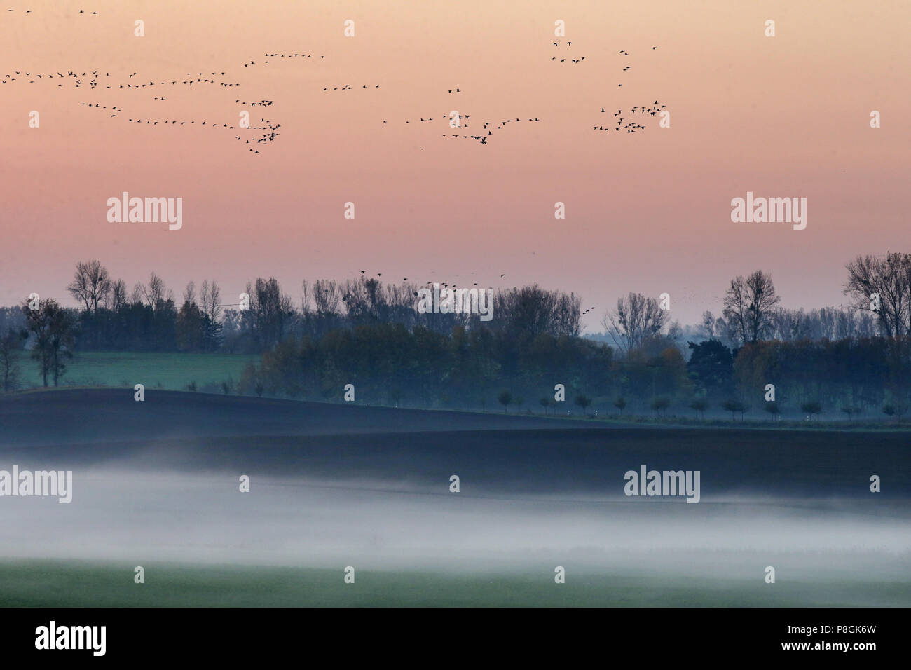 Goerlsdorf, Germania, Wildgaense volare in una nebbiosa mattina sui campi del Uckermark Foto Stock