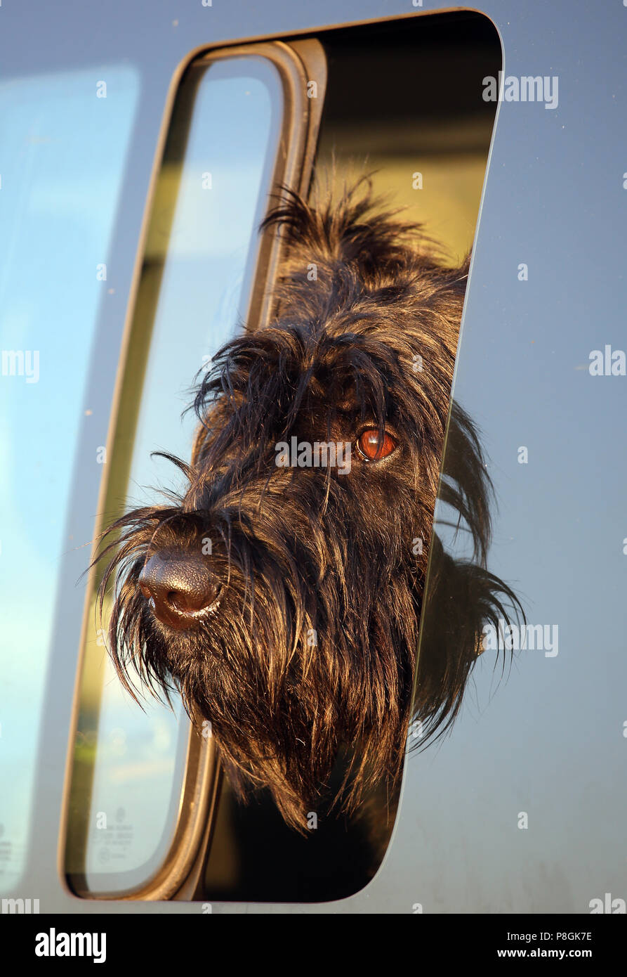 Goerlsdorf, Germania, Riesenschnauzer guarda fuori dalla finestra di una automobile Foto Stock