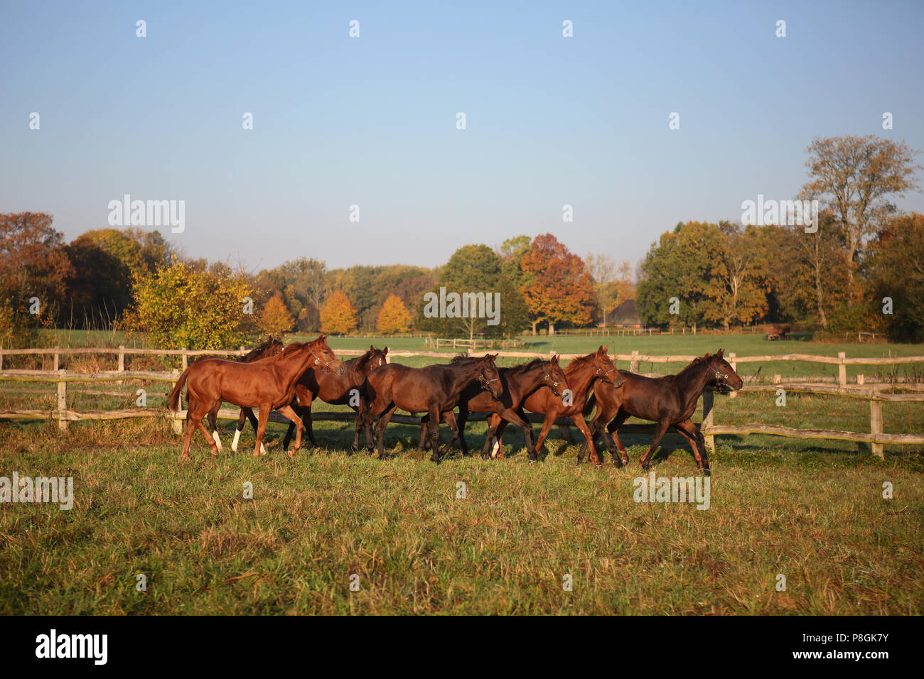 Goerlsdorf chiodati, cavalli su una mattina autunnale di trotto su pascolo Foto Stock