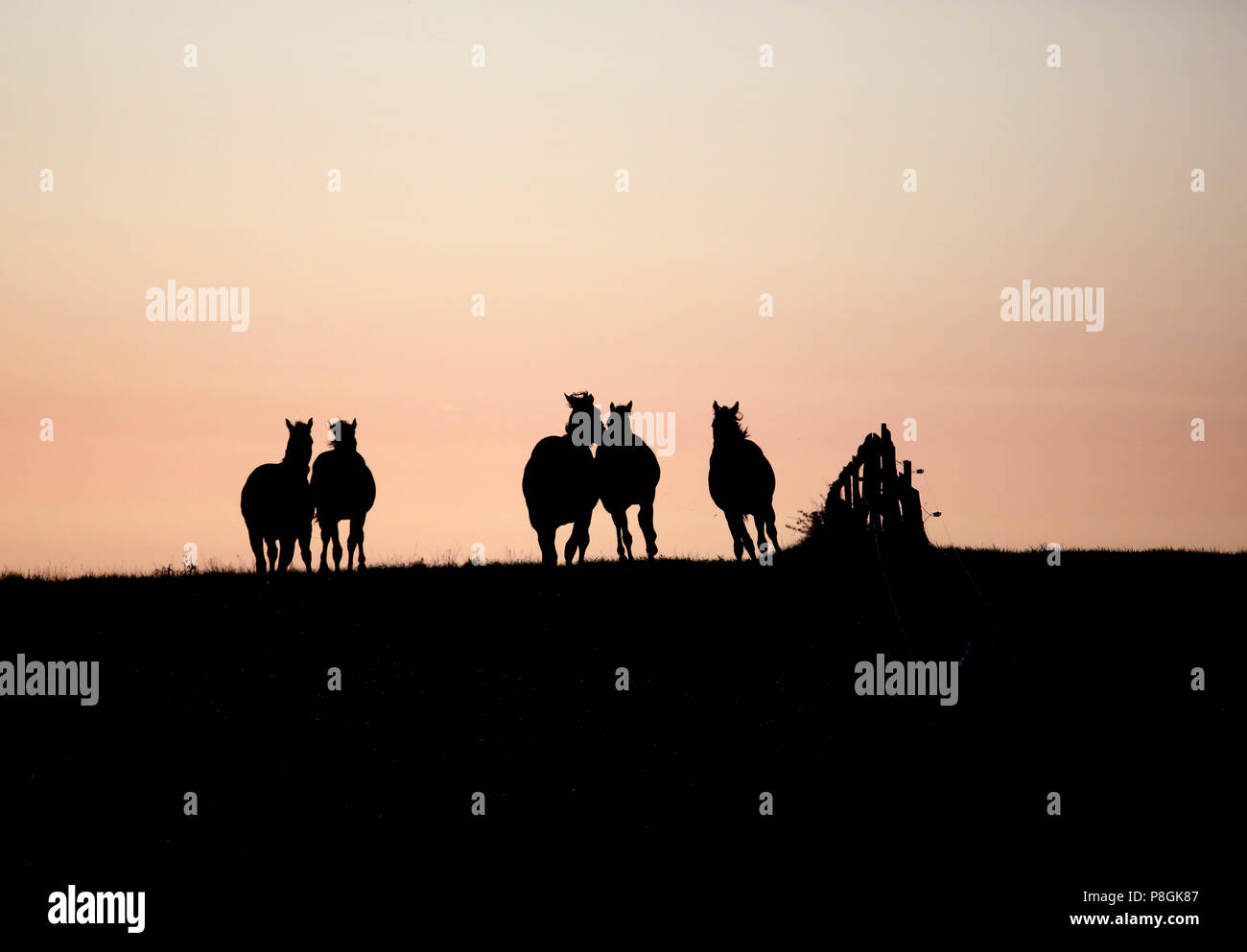 Goerlsdorf chiodati, silhouette, cavalli all'alba al galoppo al pascolo Foto Stock