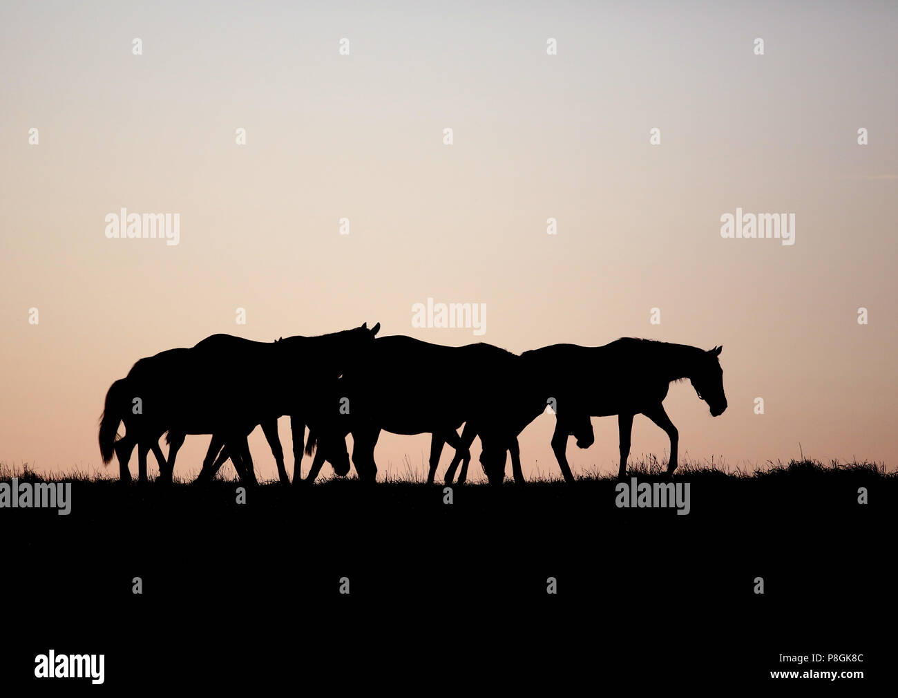 Goerlsdorf chiodati, silhouette, cavalli all'alba nella fase del pascolo Foto Stock